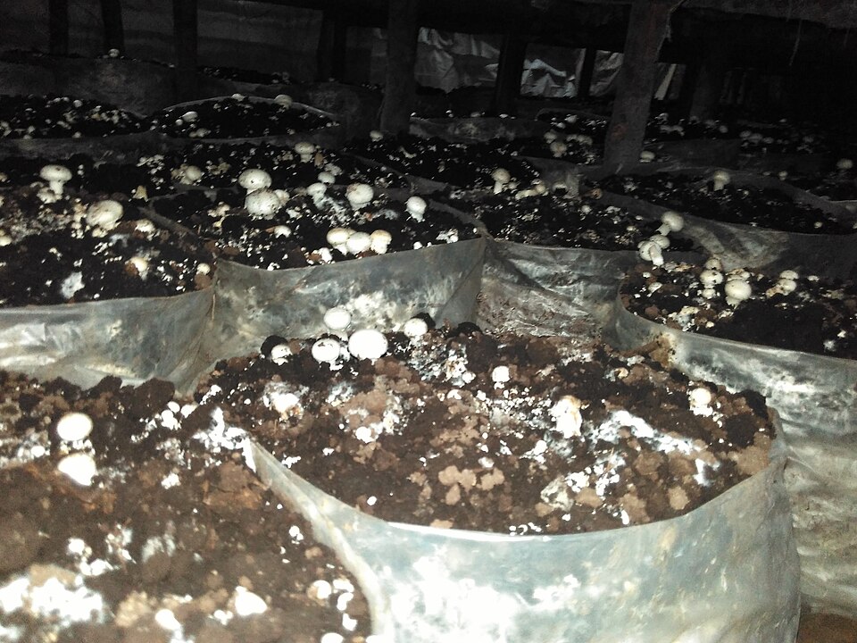 Edible mushroom cultivation (representative image)